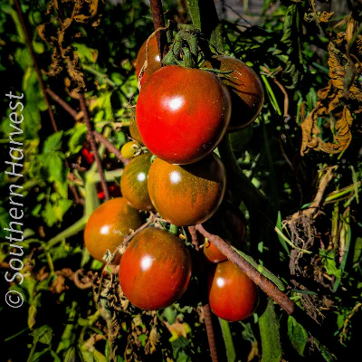 Vegetable Seeds